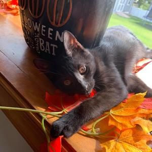 Meet your Posher, Michelle